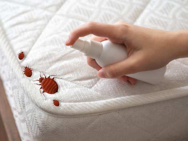 Flea Control Services in Biloxi, MS